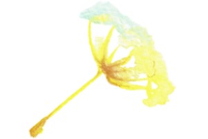 Wasserfarbe Pusteblume Gelb Nachhaltigkeit